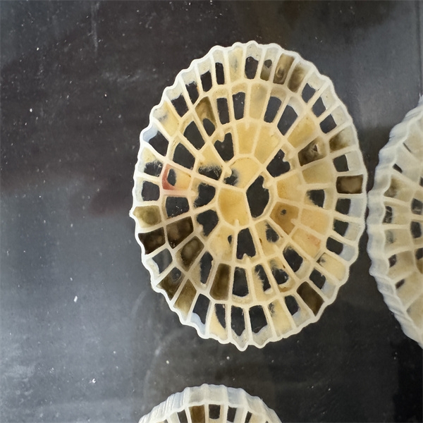 media biofiltracyjne-2.jpg