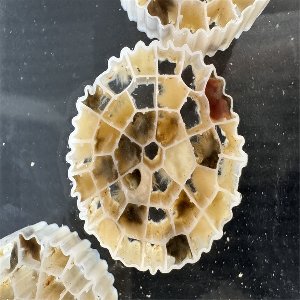reaktor biofilmowy z ruchomym złożem mbbr technology-3.jpg